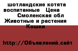 шотландские котята, воспитанные › Цена ­ 2 500 - Смоленская обл. Животные и растения » Кошки   